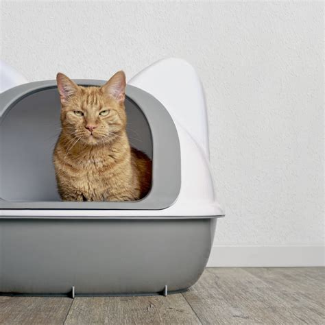 why cats poop outside of litter box 12