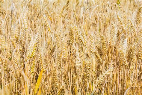 Golden Wheat Fields In Autumn Background, Fall, Autumn, Harvest ...