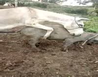 Donkey Fucking Wife Extreme Porn Video Luxuretv