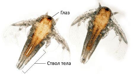 Рачки артемии (Artemia) - описание и жизненный цикл