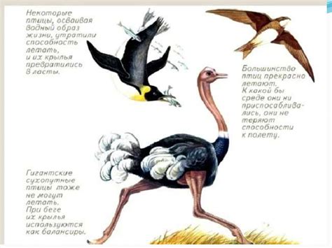Класс Птицы. Общая характеристика класса - презентация онлайн