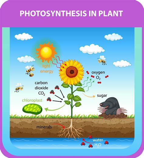 Process of photosynthesis in plant 3427039 Vector Art at Vecteezy