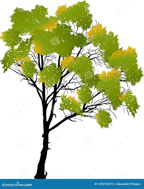 Yellow And Green Fall Tree Isolated On White Stock Vector