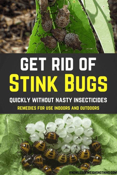 7 Stink bug spray ideas | stink bugs, stink, bug spray