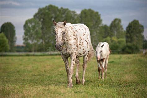 White horse portrait. stock photo. Image of beautiful - 153397642