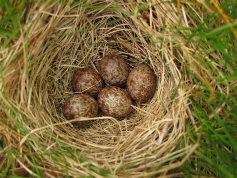 Chipping Sparrow (Spizella passerina) nest with brown eggs - Manitoulin