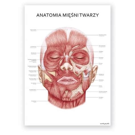 Plansza tablica anatomiczna plakat mięśnie twarzy 11547545451 Allegro pl