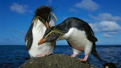 'Monogamous' penguins spend most of their year apart | Science | AAAS