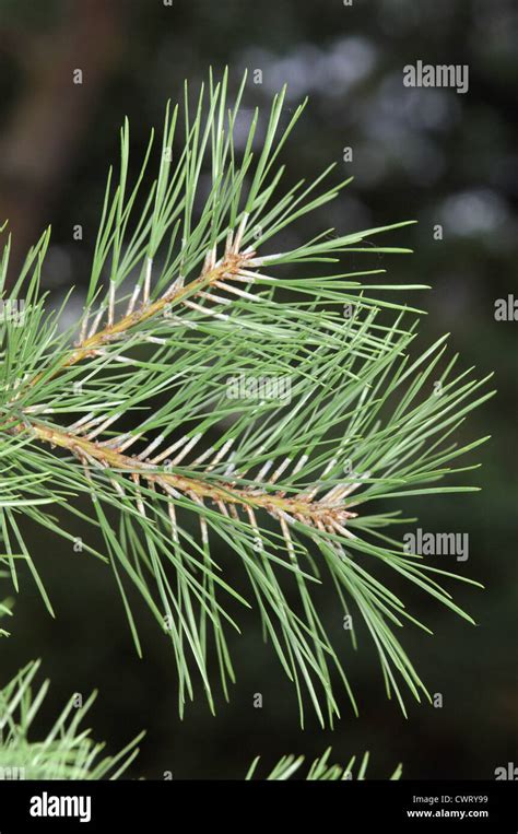 Northern Pitch Pine Pinus Rigida Stock Photo Alamy