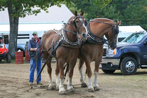 2 best ideas for coloring | Draft Horse Teams For Sale