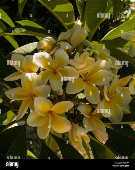 National flower of nicaragua hi-res stock photography and images - Alamy