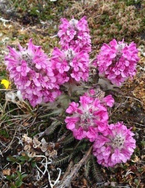 Woolly Lousewort - ITEX-AON understanding tundra ecosystem change ...