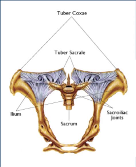 Identify And Treat Equine Sacroiliac Problems Expert How To For