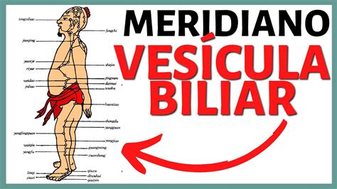 Meridiano Ves Cula Biliar Recorrido Funci N Y M S