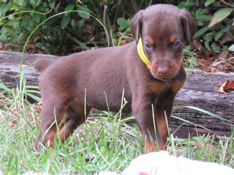 Yellow Female Skye Akc Doberman Puppies For Salehawthorne Fl