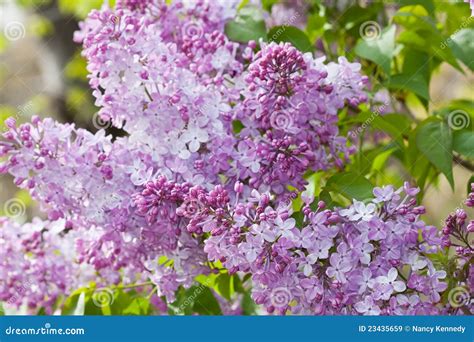 Lilacs Stock Image Image Of Plant Close Lilacs Purple 23435659