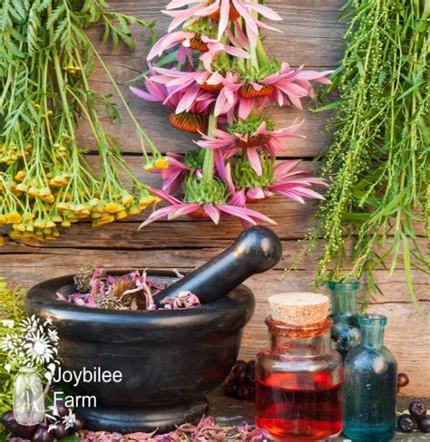 14 Perennial Herbs for Skin Care You can Grow in Zone 4