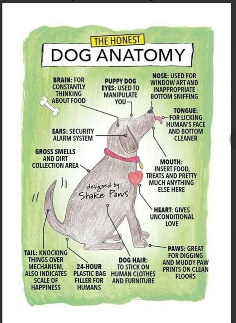 Anatomy of a Dog