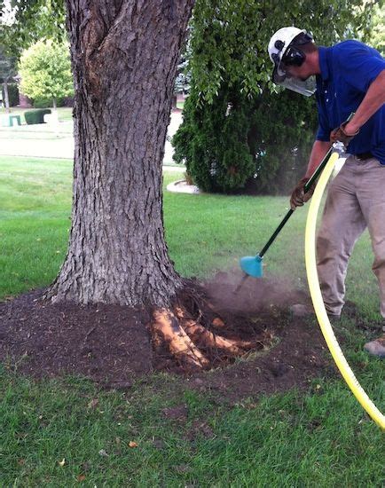 3 Ways To Deal With Exposed Tree Roots Artofit