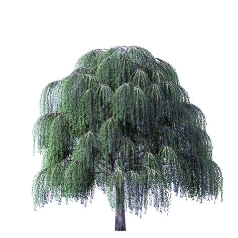 Willow Tree PNG HD Transparent Willow Tree HD PNG Images PlusPNG