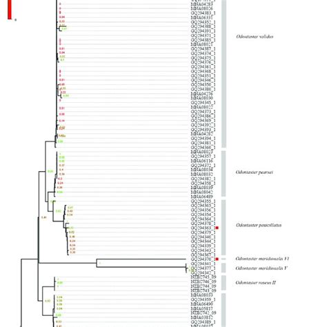 Maximum Likelihood ML Tree Topology Of The 105 COI Sequences From The