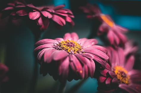 How To Grow And Care For Your Gerbera Daisy Plants The Arches