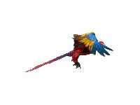 parrot flying gif - Free animated GIF - PicMix