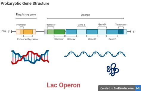 Lac Operon- Gene Regulation, Gene Expression, Regulation - Sciencevivid