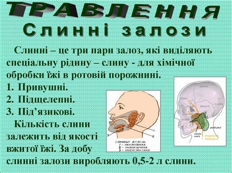 Травна система людини - презентация онлайн