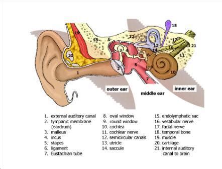 Labyrinthitis And Vestibular Neuritis Vestibular Disorders Association