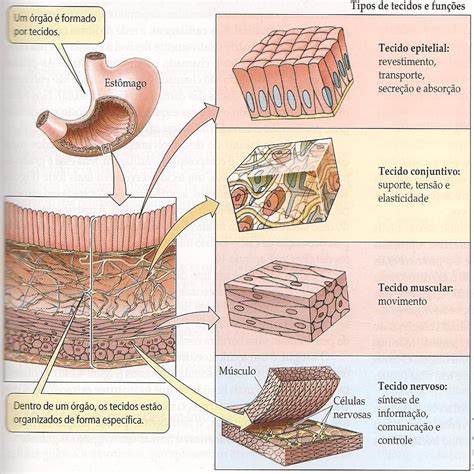 Sala Bioquímica Tecidos Animais E Vegetais