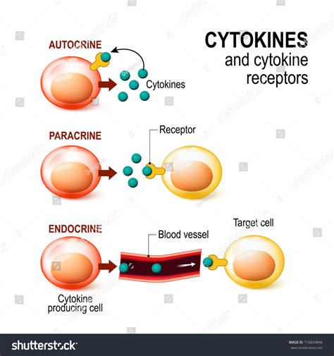 Cytokines Cytokine Receptor Signal Transduction Between Stock Illustration 716839846