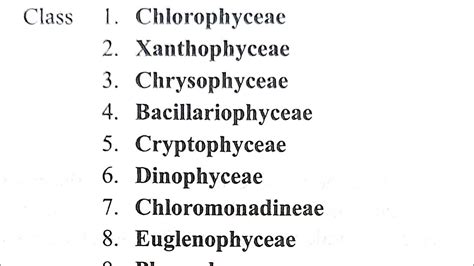 Fritschs Classification Of Algae Youtube