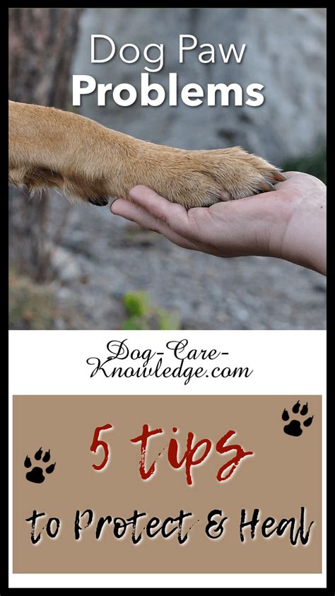 Dog Paw Problems: 5 Amazing Tips On How to Protect & Keep Paws Healthy