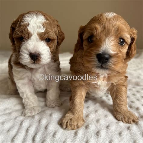 Toy Cavoodle Upper Coomera Petsforhomes