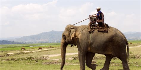 A Silent Crisis Vietnam S Elephants On The Verge Of Extinction Huffpost