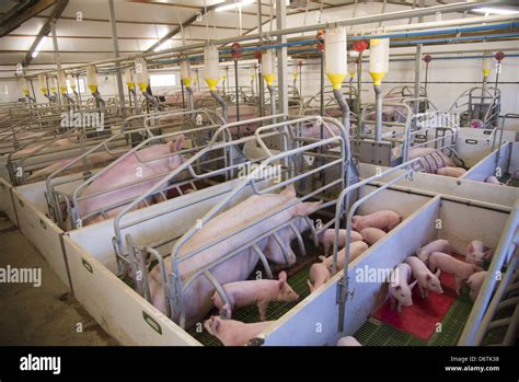 Pig Farming Sows And Piglets In Farrowing Crates In Indoor Unit Stock