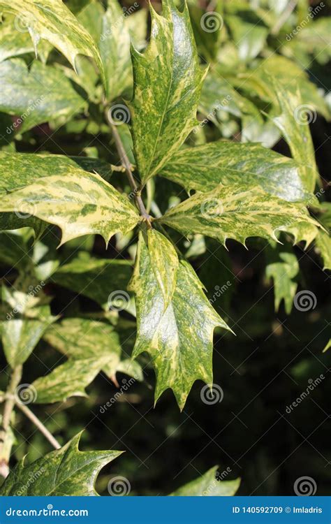 Variegated Holly Stock Photos - Download 194 Royalty Free Photos