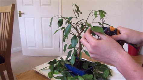 Pruning And Defoliating A Ficus Bonsai Youtube