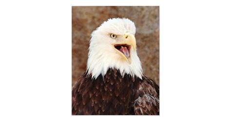 Bald Eagle Screech Photo Print | Zazzle