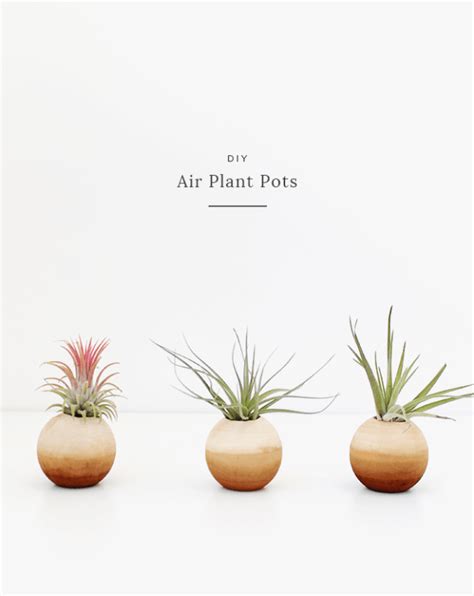 Diy Air Plant Pots Air Plants Plants Potted Plants