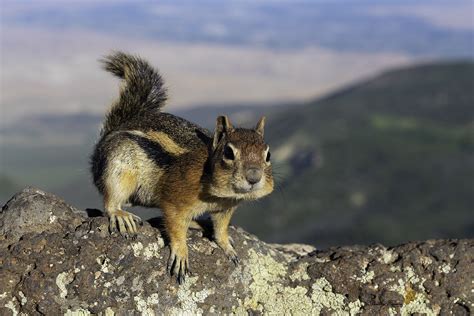 Chipmunk versus Ground Squirrel | Fenceline Photos