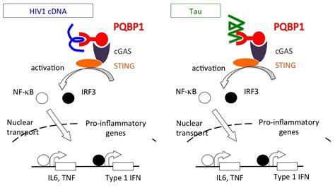 Tau And Pqbp Protein Interaction Induces Inflammation In The Brain