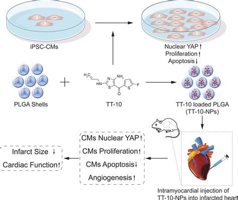 Jci Insight Tt 10loaded Nanoparticles Promote Cardiomyocyte