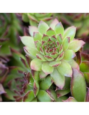 Joubarbe Gay Jester Sempervivum Gay Jester