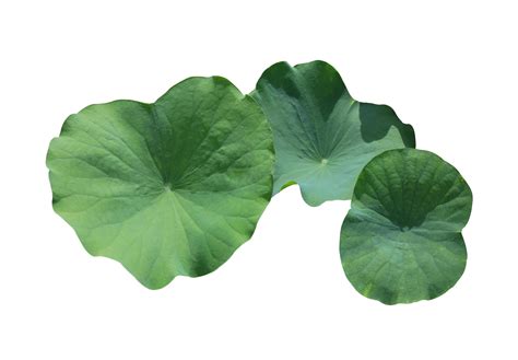 Hojas De Loto U Hojas De Nelumbo Nucifera Cierre La Hoja Verde Del