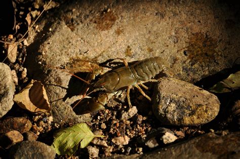 Ici on agit Ardèche La peste de lécrevisse toujours présente