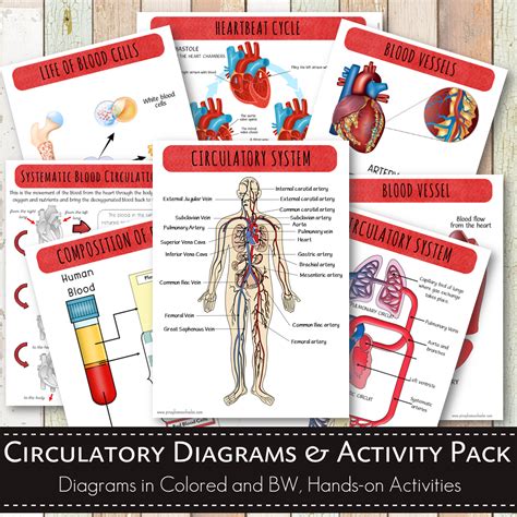 Circulatory System Bundle Pack Pinay Homeschooler Shop