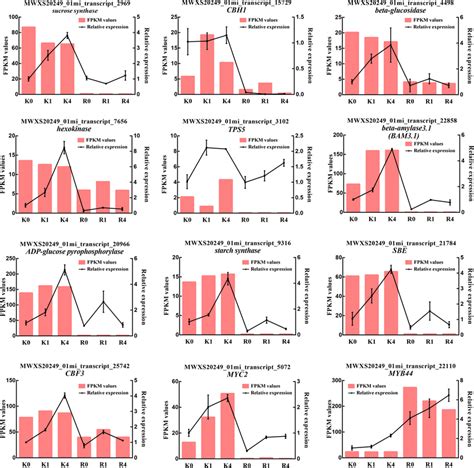 QRT PCR Verification Of The Expression Pattern According To The RNA Seq