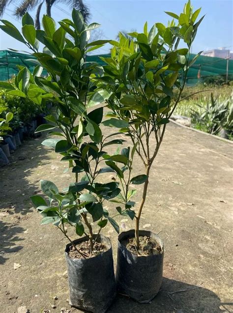 Full Sun Exposure Green Orange Fruit Plant For Fruits At Rs 50 Piece